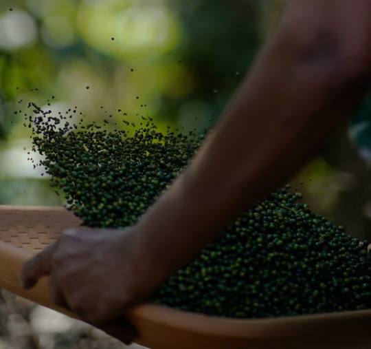 Braya Spices Indonesia Supplier Youtube thumbnail